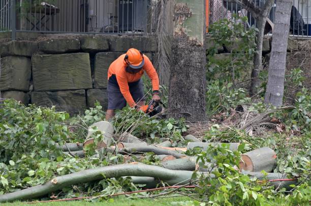 How Our Tree Care Process Works  in  Arvada, CO