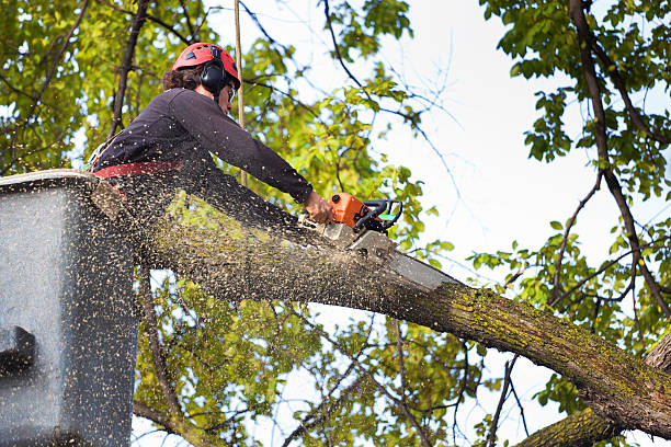 Reliable Arvada, CO  Tree Services Solutions